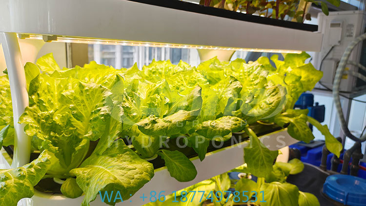Hydroponic System - เครื่องจักรการเกษตรสำหรับปลูกผัก ผักกาดหอม และสตรอว์เบอร์รี ระบบปลูกแนวตั้งแบบไฮโดรโปนิกส์