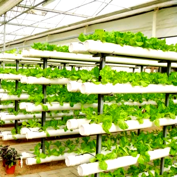 ระบบปลูกพืชไฮโดรโปนิกส์แบบทาวเ - Hydroponic System บทวิจารณ์และราคา