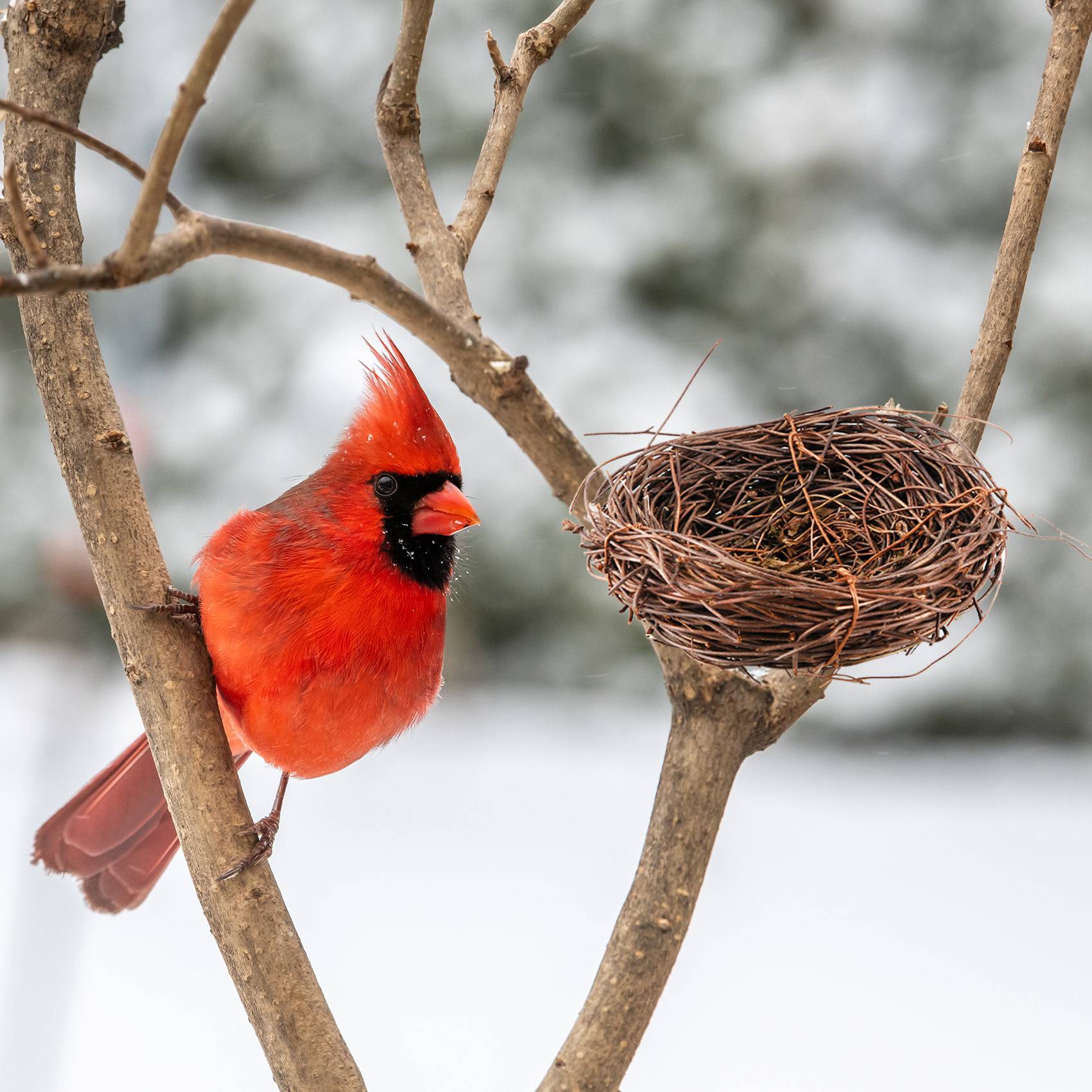REST Handmade Vine Bird Nest บ - Gardening Tools Photo บทวิจารณ์และราคา