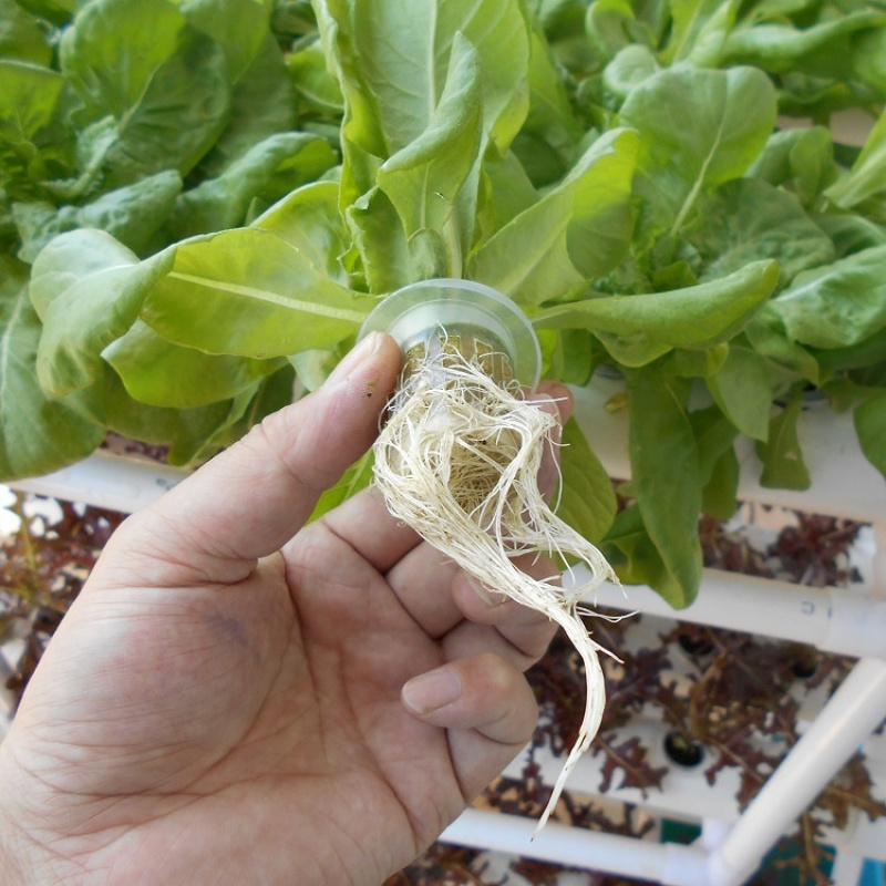 ระบบปลูกพืชไฮโดรโปนิกส์แบบ 3 ช - Hydroponic System บทวิจารณ์และราคา