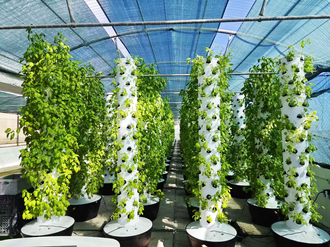 ระบบปลูกพืชไฮโดรโปนิกส์แนวตั้ง - Hydroponic System บทวิจารณ์และราคา