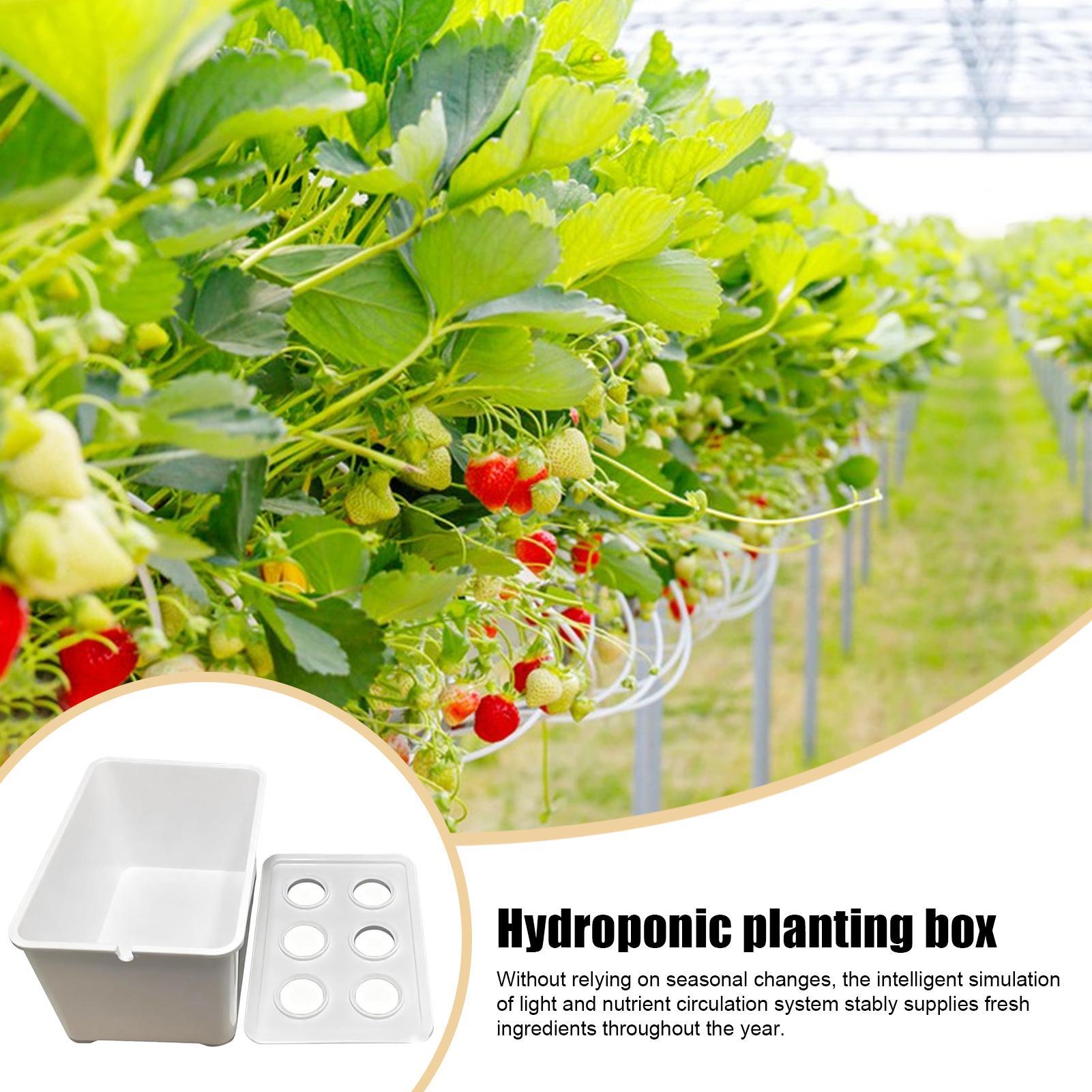 ชุดปลูกพืชไฮโดรโปนิกส์สำหรับผู - Hydroponic System บทวิจารณ์และราคา