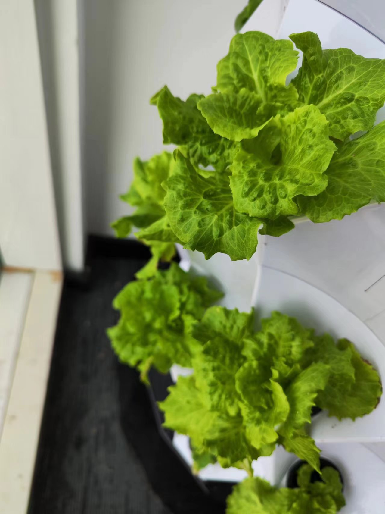 ระบบชุดอุปกรณ์ให้น้ำหยดอัตโนมั - Hydroponic System บทวิจารณ์และราคา